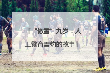 “傲雪”九岁：人工繁育雪豹的故事