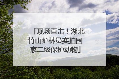 现场直击！湖北竹山护林员实拍国家二级保护动物