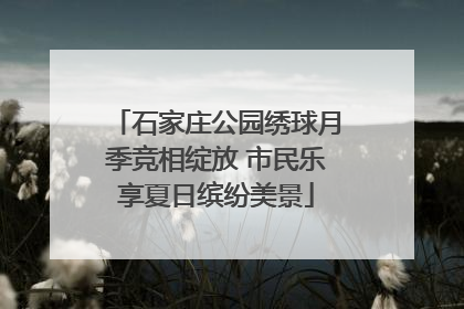 石家庄公园绣球月季竞相绽放 市民乐享夏日缤纷美景