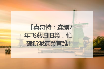 真奇特：连续7年飞燕归旧巢，忙碌衔泥筑巢育雏