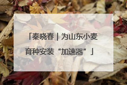 秦晓春｜为山东小麦育种安装“加速器”