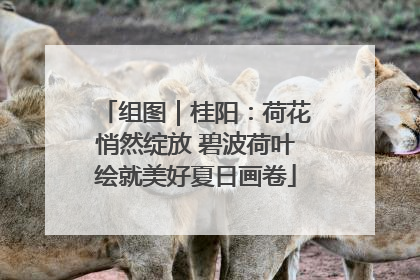 组图｜桂阳：荷花悄然绽放 碧波荷叶绘就美好夏日画卷