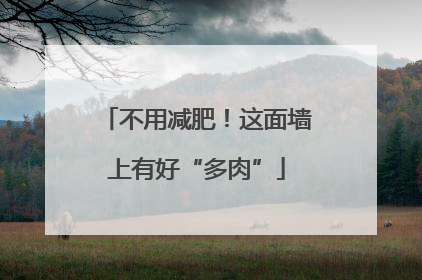 不用减肥！这面墙上有好“多肉”