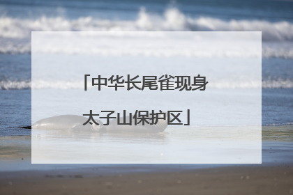 中华长尾雀现身太子山保护区