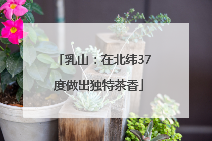 乳山：在北纬37度做出独特茶香