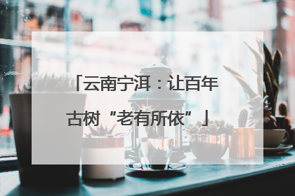 云南宁洱：让百年古树“老有所依”
