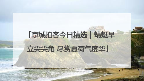 京城拍客今日精选｜蜻蜓早立尖尖角 尽赏夏荷气度华