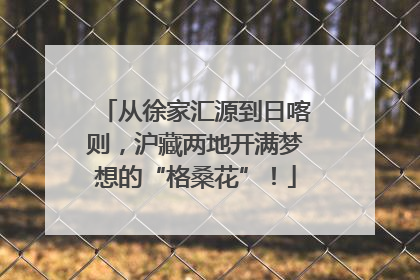 从徐家汇源到日喀则，沪藏两地开满梦想的“格桑花”！