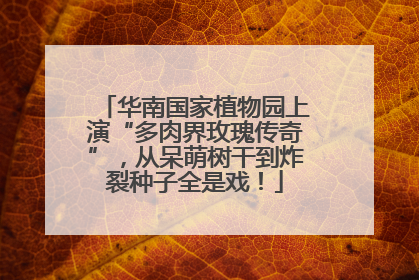 华南国家植物园上演“多肉界玫瑰传奇”，从呆萌树干到炸裂种子全是戏！