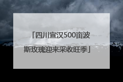 四川宣汉500亩波斯玫瑰迎来采收旺季