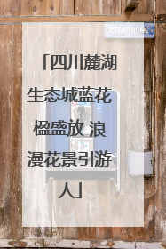 四川麓湖生态城蓝花楹盛放 浪漫花景引游人