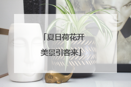 夏日荷花开 美景引客来