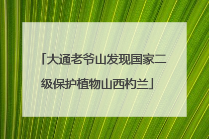大通老爷山发现国家二级保护植物山西杓兰