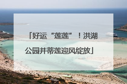 好运“莲莲”！洪湖公园并蒂莲迎风绽放