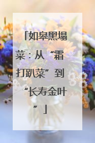 如皋黑塌菜：从“霜打趴菜”到“长寿金叶”