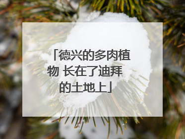 德兴的多肉植物 长在了迪拜的土地上