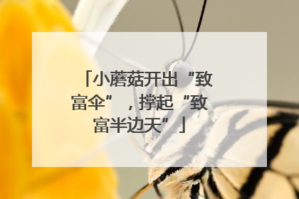 小蘑菇开出“致富伞”，撑起“致富半边天”