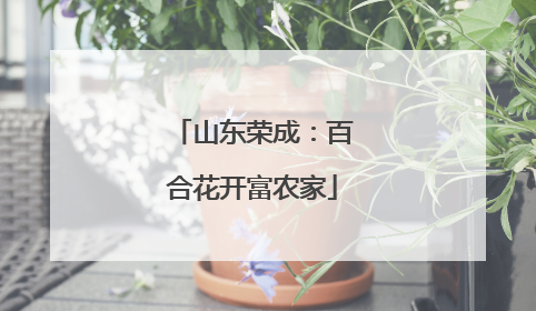 山东荣成：百合花开富农家