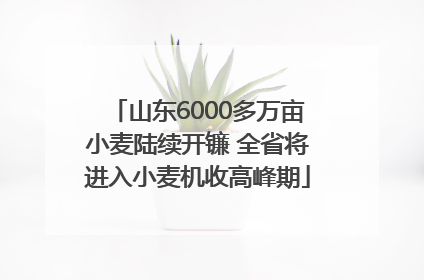 山东6000多万亩小麦陆续开镰 全省将进入小麦机收高峰期
