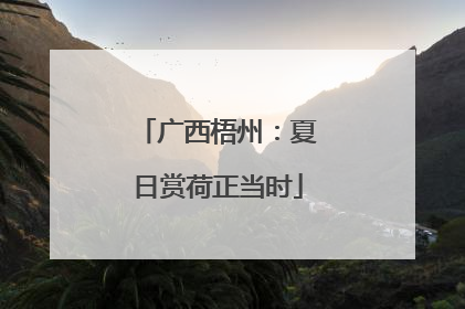广西梧州：夏日赏荷正当时