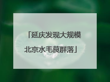 延庆发现大规模北京水毛茛群落