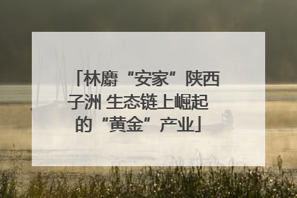 林麝“安家”陕西子洲 生态链上崛起的“黄金”产业