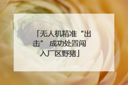 无人机精准“出击” 成功处置闯入厂区野猪