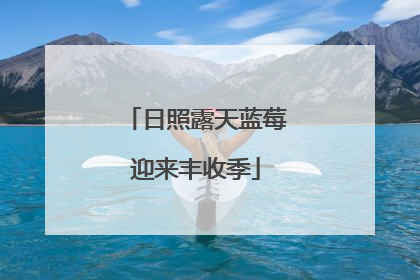 日照露天蓝莓迎来丰收季