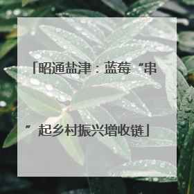 昭通盐津：蓝莓“串”起乡村振兴增收链