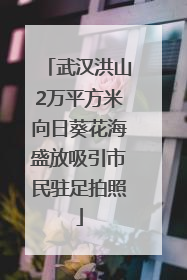 武汉洪山2万平方米向日葵花海盛放吸引市民驻足拍照