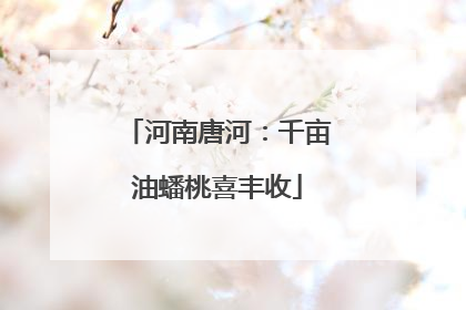 河南唐河：千亩油蟠桃喜丰收