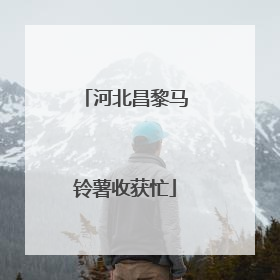 河北昌黎马铃薯收获忙