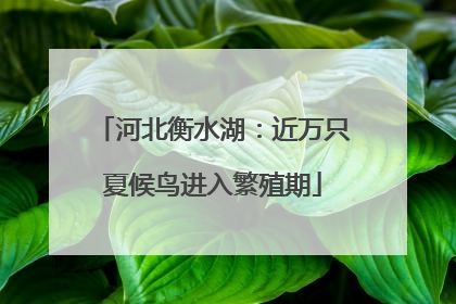 河北衡水湖：近万只夏候鸟进入繁殖期