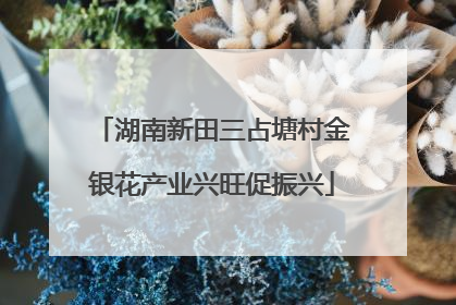 湖南新田三占塘村金银花产业兴旺促振兴