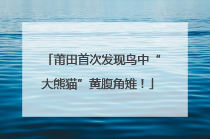 莆田首次发现鸟中“大熊猫”黄腹角雉！