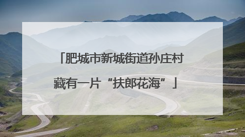 肥城市新城街道孙庄村藏有一片“扶郎花海”