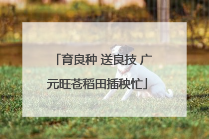 育良种 送良技 广元旺苍稻田插秧忙