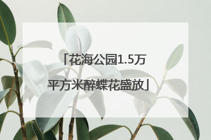 花海公园1.5万平方米醉蝶花盛放
