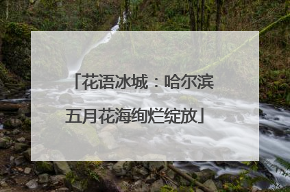花语冰城：哈尔滨五月花海绚烂绽放