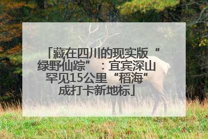 藏在四川的现实版“绿野仙踪”：宜宾深山罕见15公里“稻海”成打卡新地标