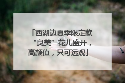 西湖边夏季限定款“臭美”花儿盛开，高颜值，只可远观