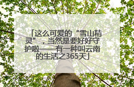 这么可爱的“雪山精灵”，当然是要好好守护啦——有一种叫云南的生活之365天