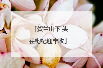 贺兰山下 头茬枸杞迎丰收
