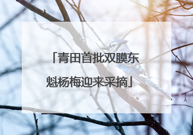 青田首批双膜东魁杨梅迎来采摘