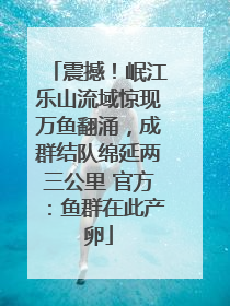 震撼！岷江乐山流域惊现万鱼翻涌，成群结队绵延两三公里 官方：鱼群在此产卵