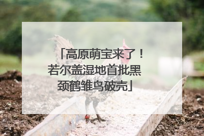 高原萌宝来了！若尔盖湿地首批黑颈鹤雏鸟破壳